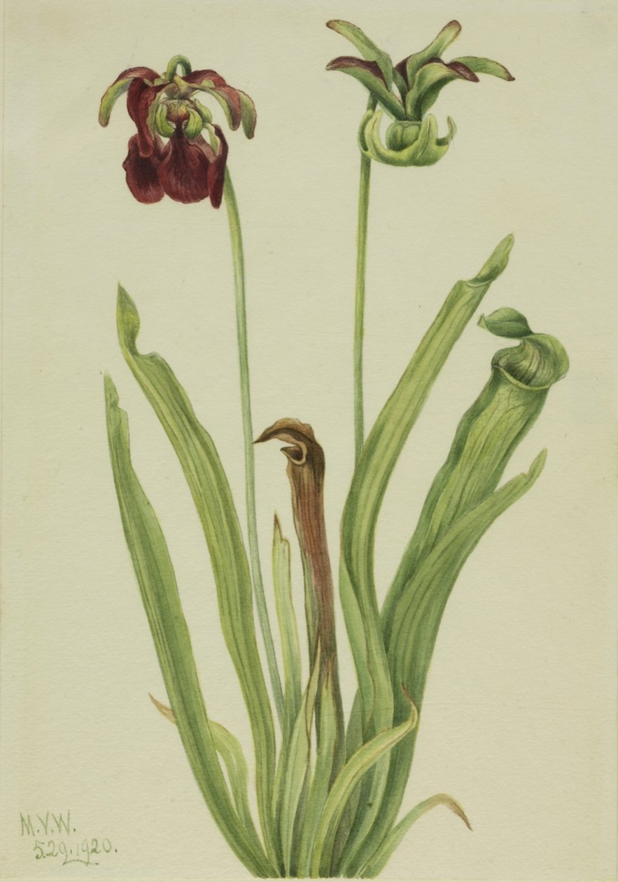 Édes kancsó növény (Sarracenia rubra) alkotó: Mary Vaux Walcott