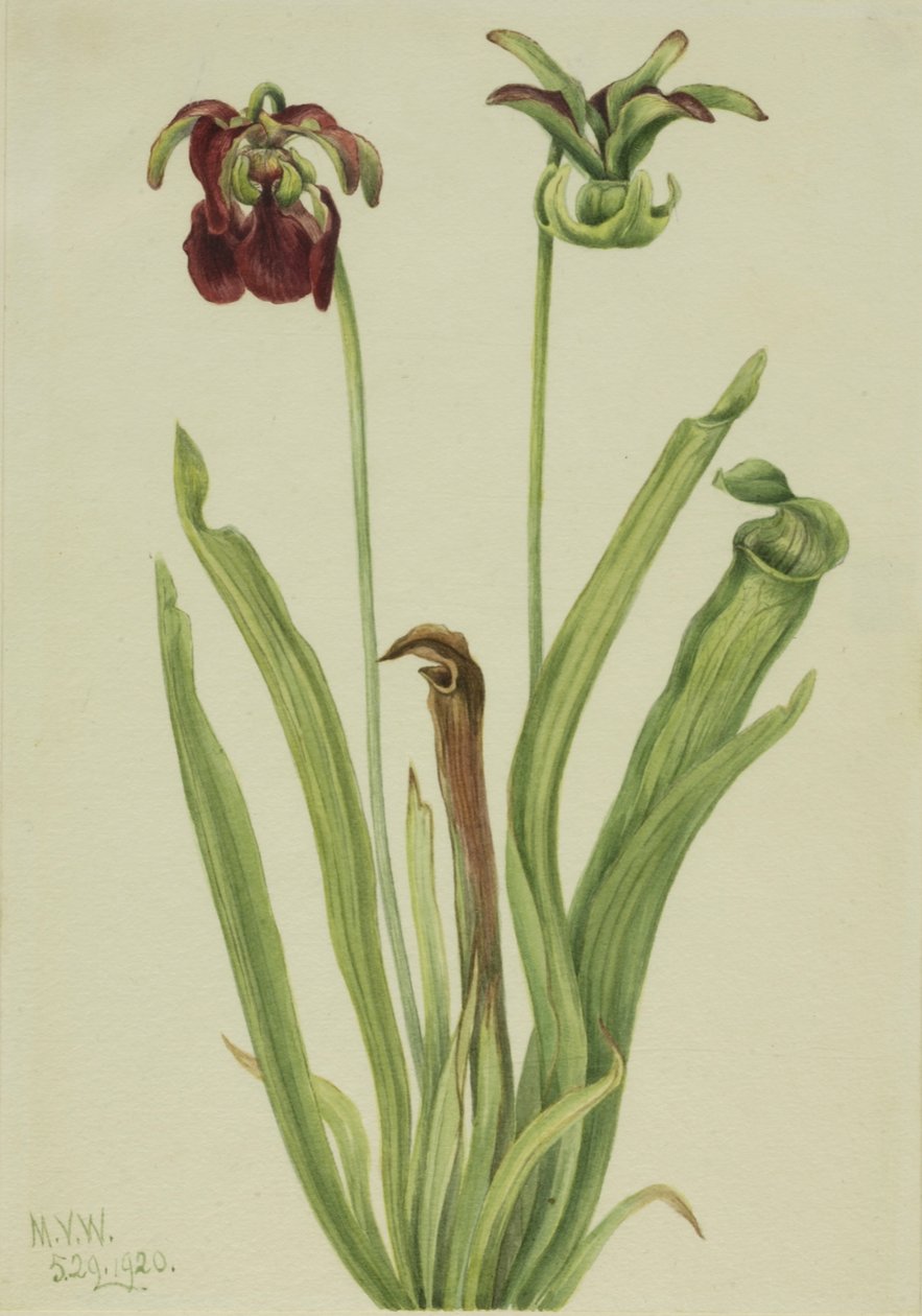 Sarracenia rubra édes kancsó, 1920. alkotó: Mary Vaux Walcott