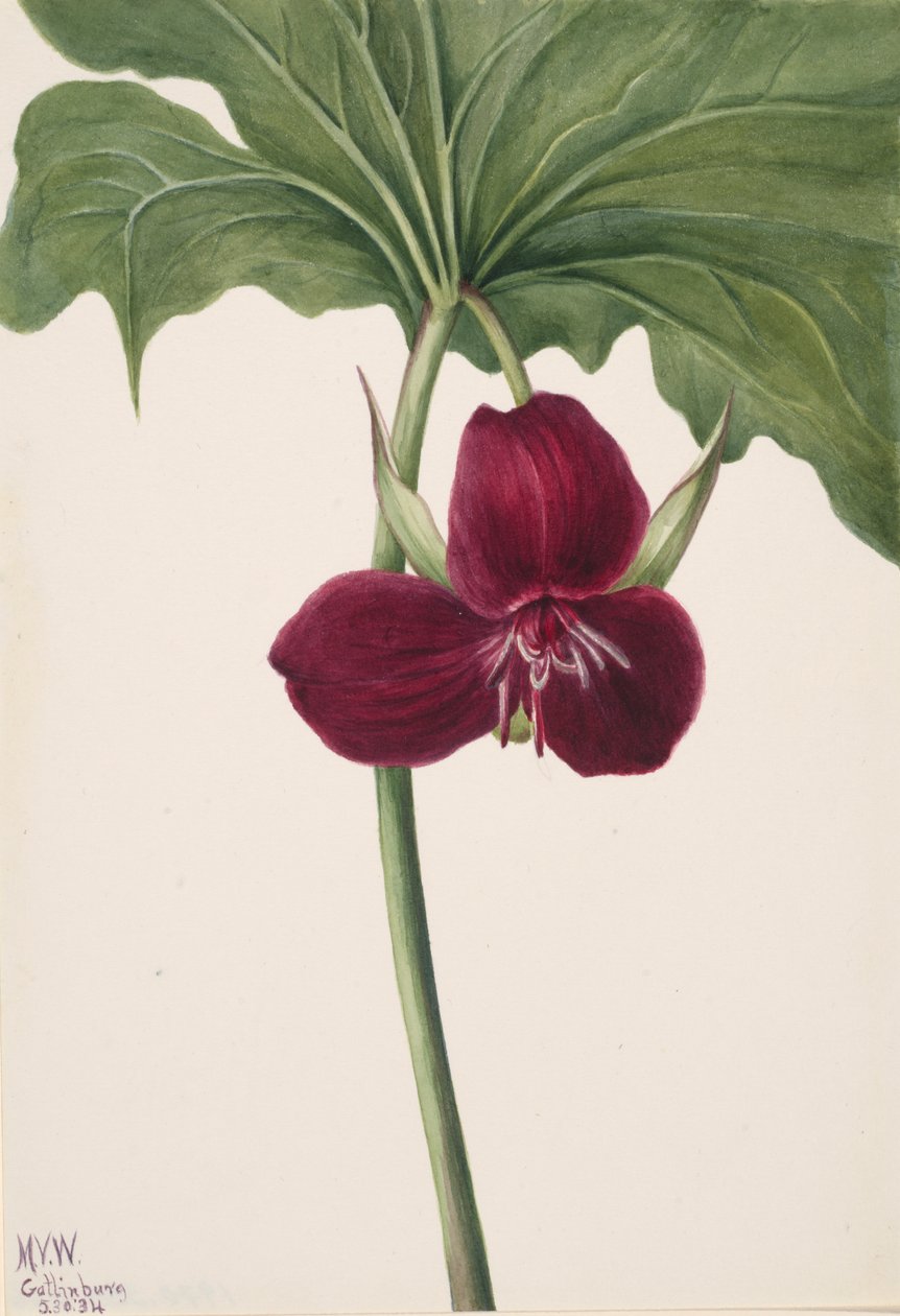 Édes trillium Trillium vasyi, 1934. alkotó: Mary Vaux Walcott