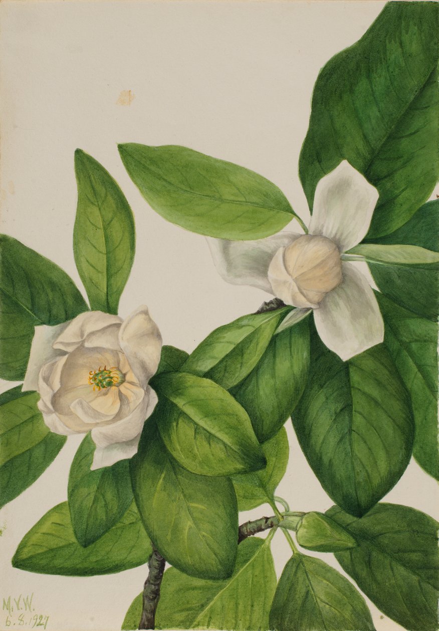 Édeskömény (Magnolia virginiana) alkotó: Mary Vaux Walcott