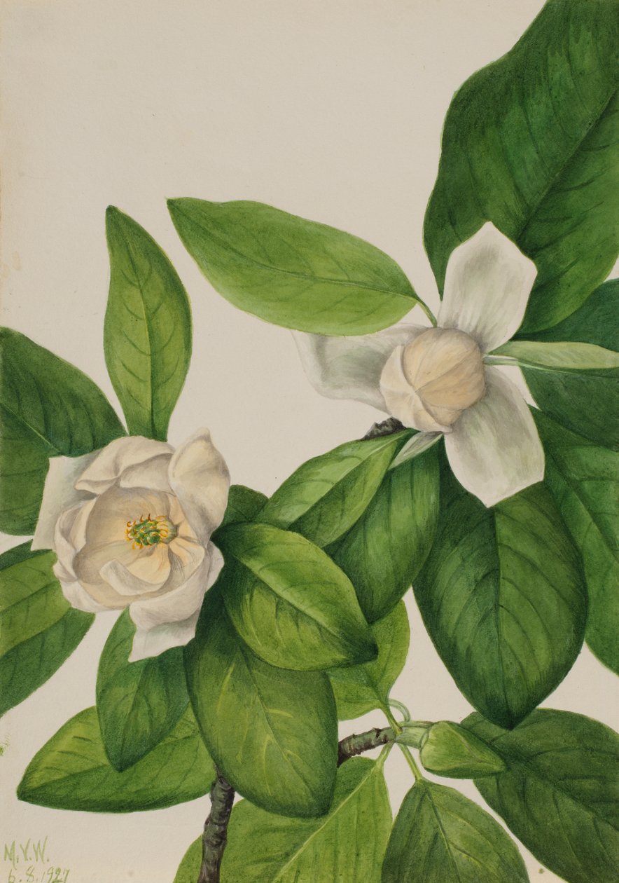 Sweetbay Magnolia virginiana, 1927. alkotó: Mary Vaux Walcott