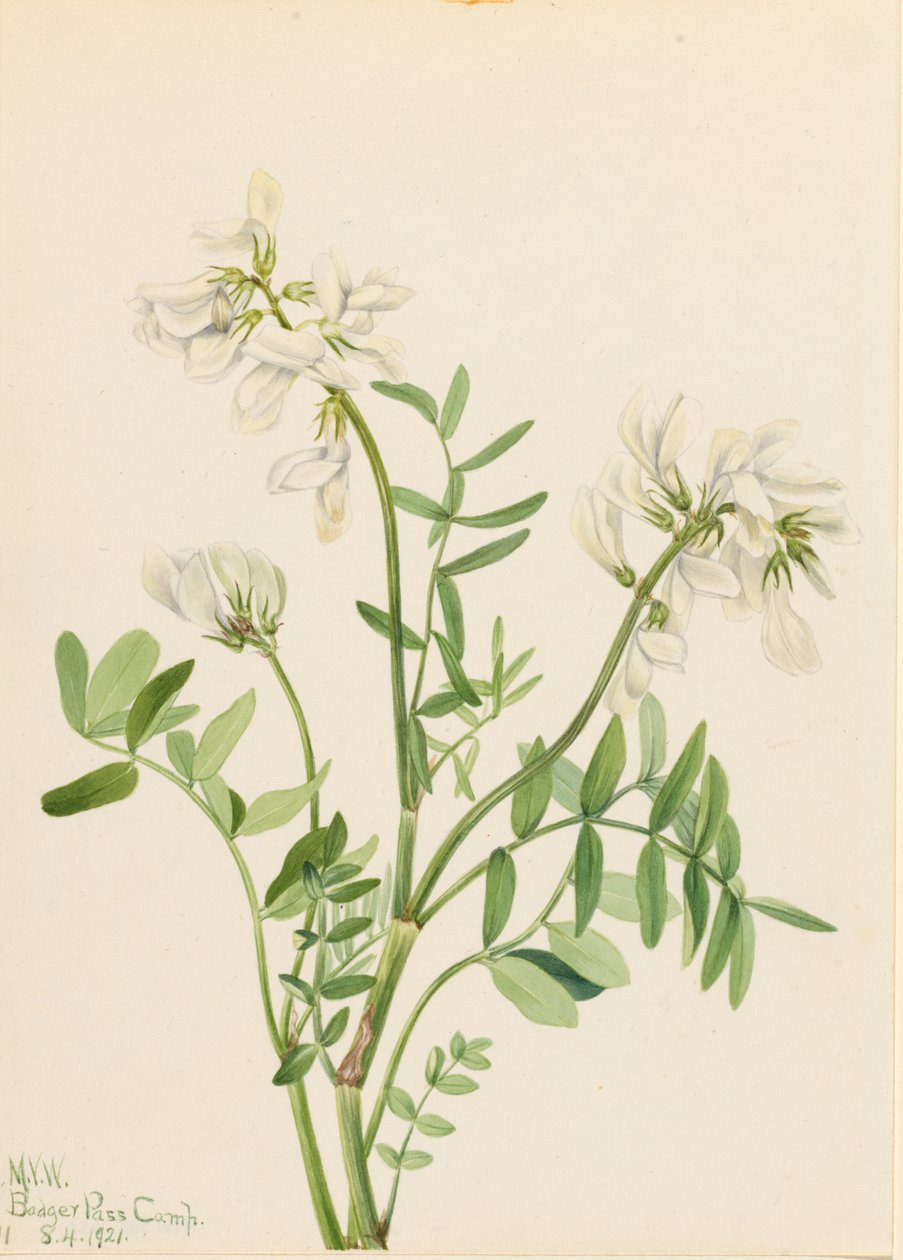 Bársonyvirág (Hedysarum mackenzii) alkotó: Mary Vaux Walcott
