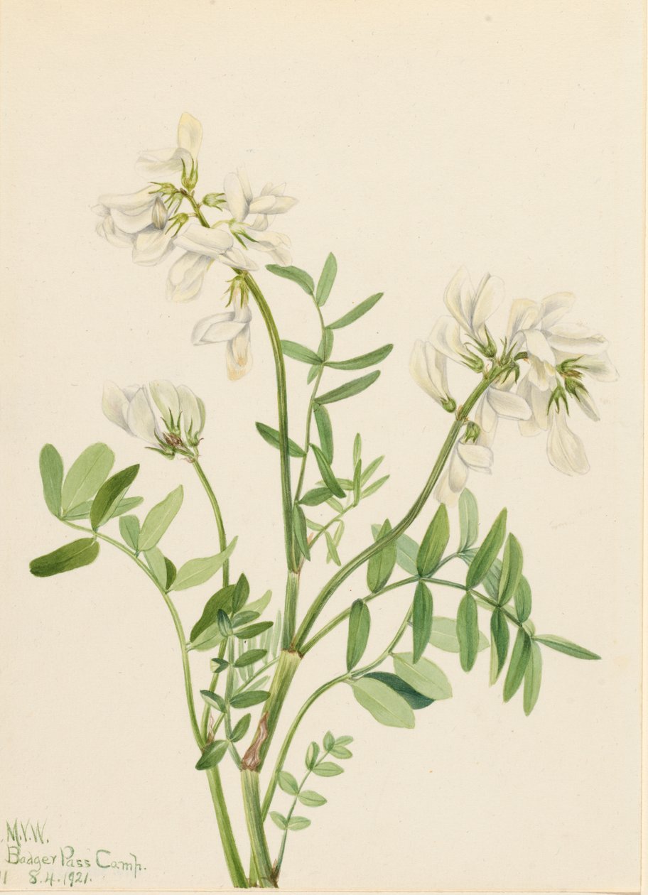Sweetvech Hedysarum mackenzii, 1921. alkotó: Mary Vaux Walcott