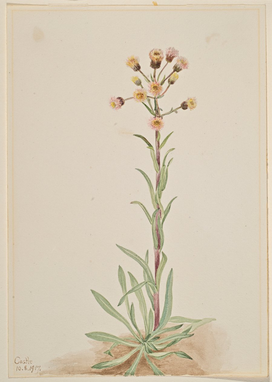 Magas bolhaparéj (Erigeron acris) alkotó: Mary Vaux Walcott