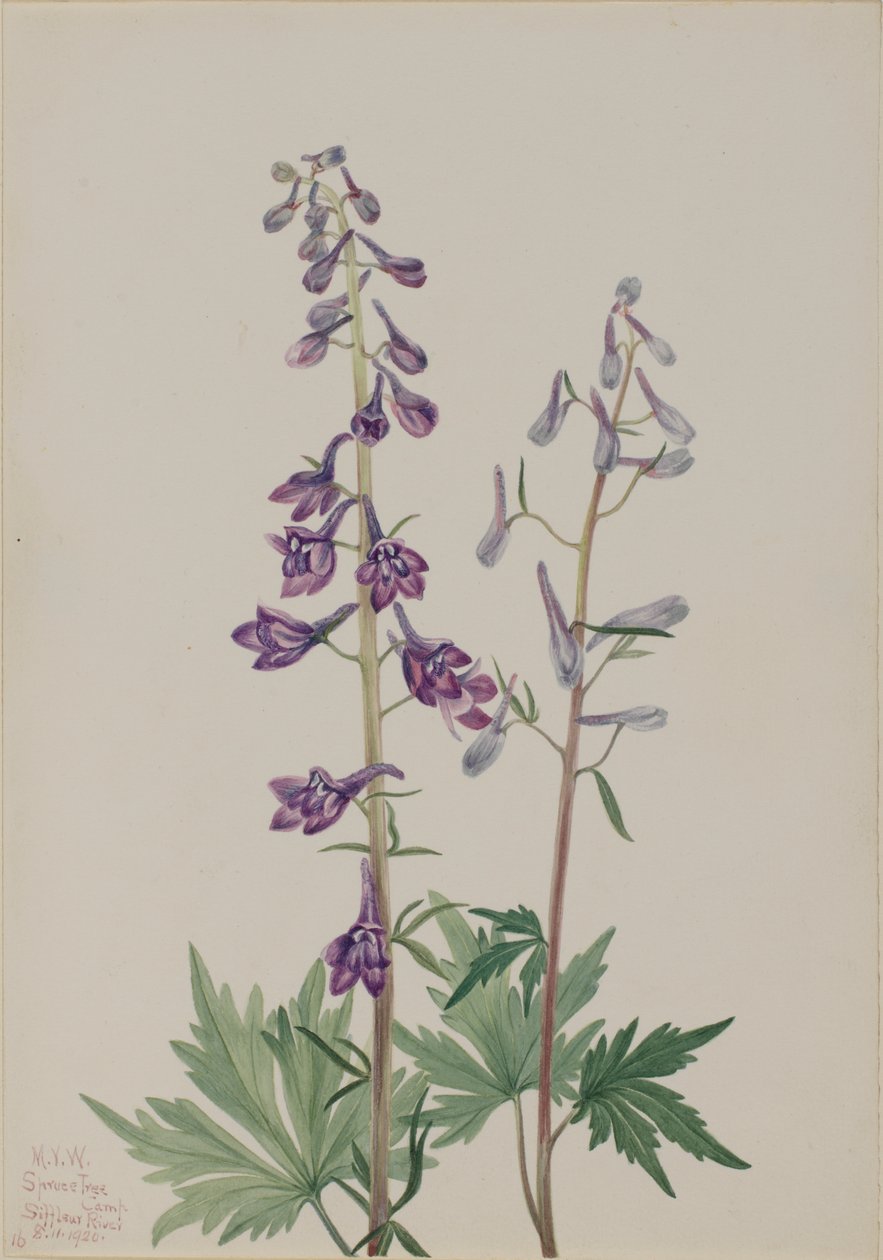 Tall Larkspur Delphinium elongatum, 1920. alkotó: Mary Vaux Walcott