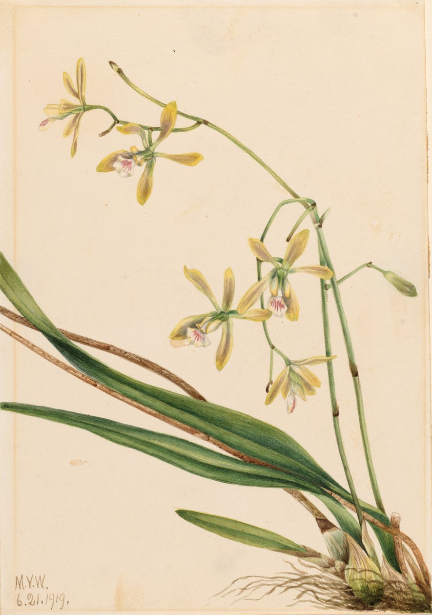 Tampa Epidendrum (Epidendrum tampense) alkotó: Mary Vaux Walcott