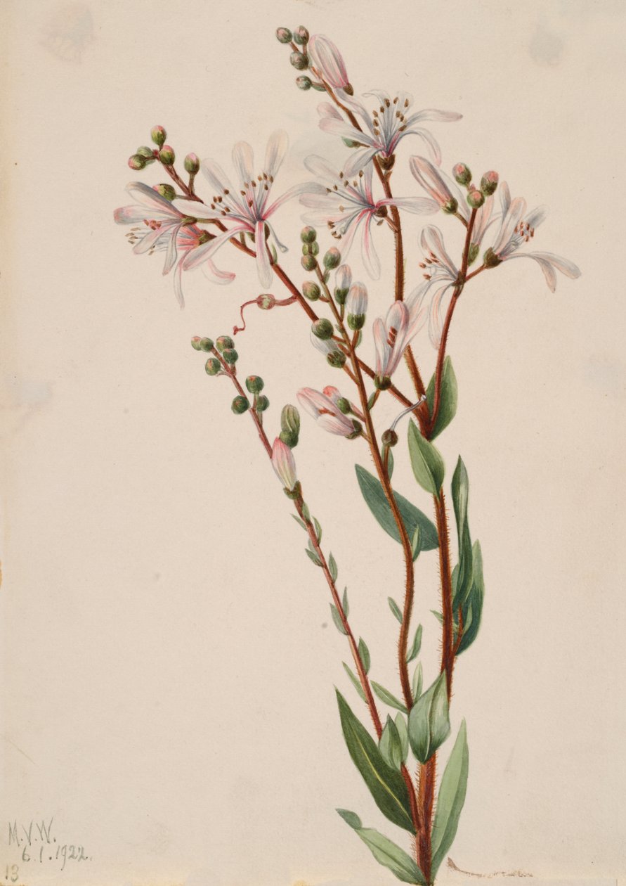 Tarflower Befaria racemosa, 1922. alkotó: Mary Vaux Walcott