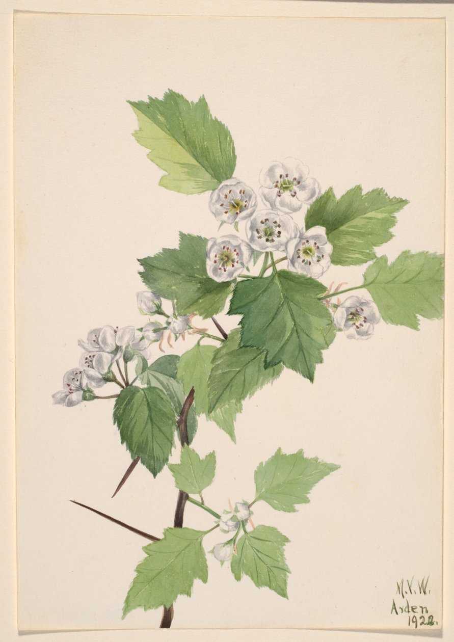Tövis galagonya (Crataegus coccinea) alkotó: Mary Vaux Walcott