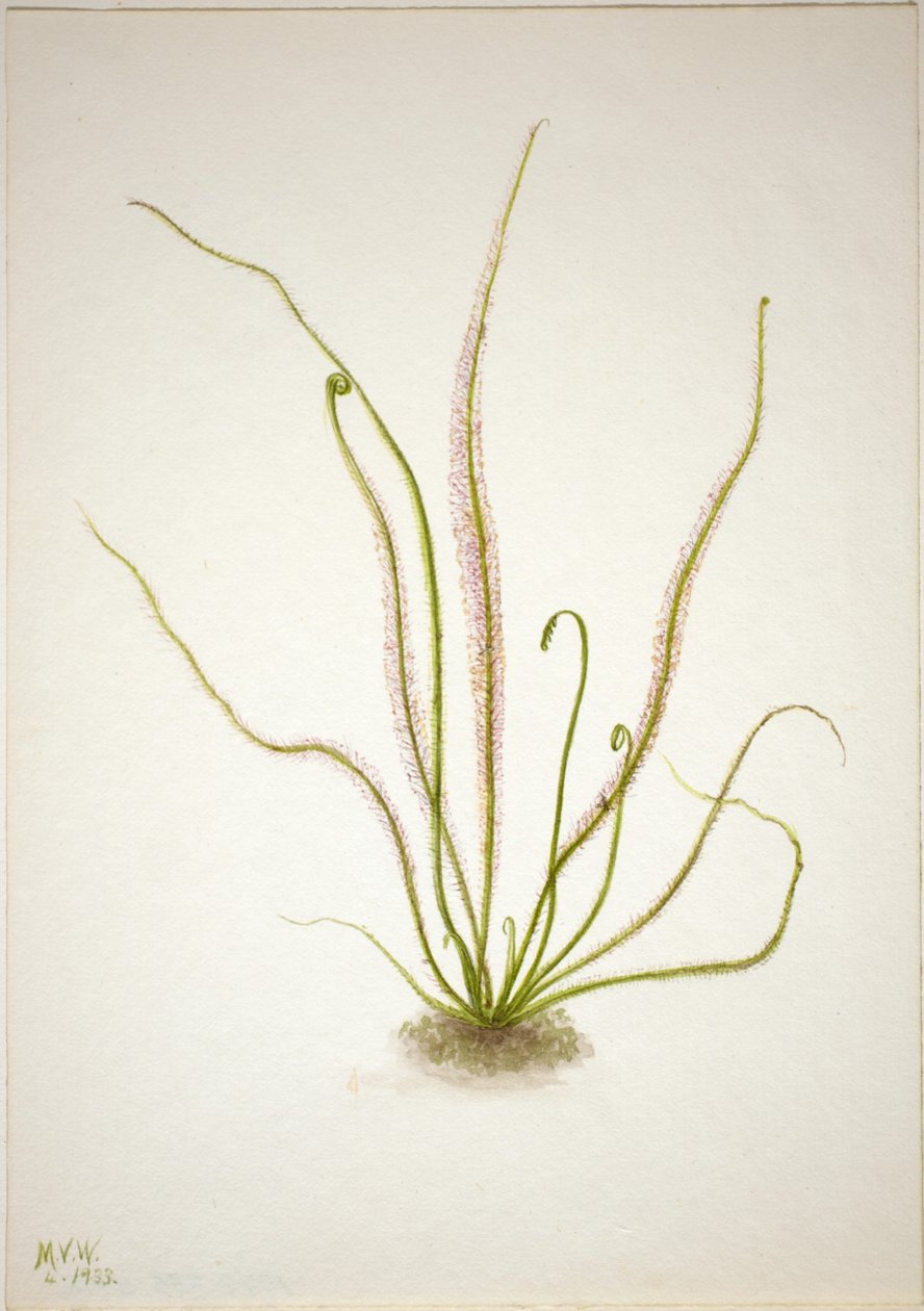 Cérna levél napraforgó (Drosera rotundifolia) alkotó: Mary Vaux Walcott