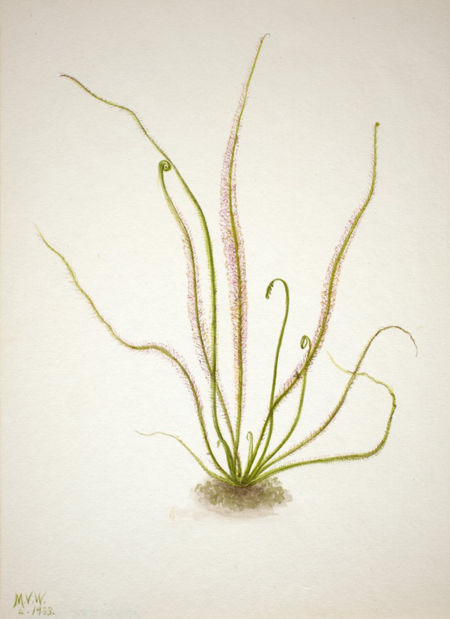 Cérnalevelű napharmat Drosera rotundifolia, 1933. alkotó: Mary Vaux Walcott