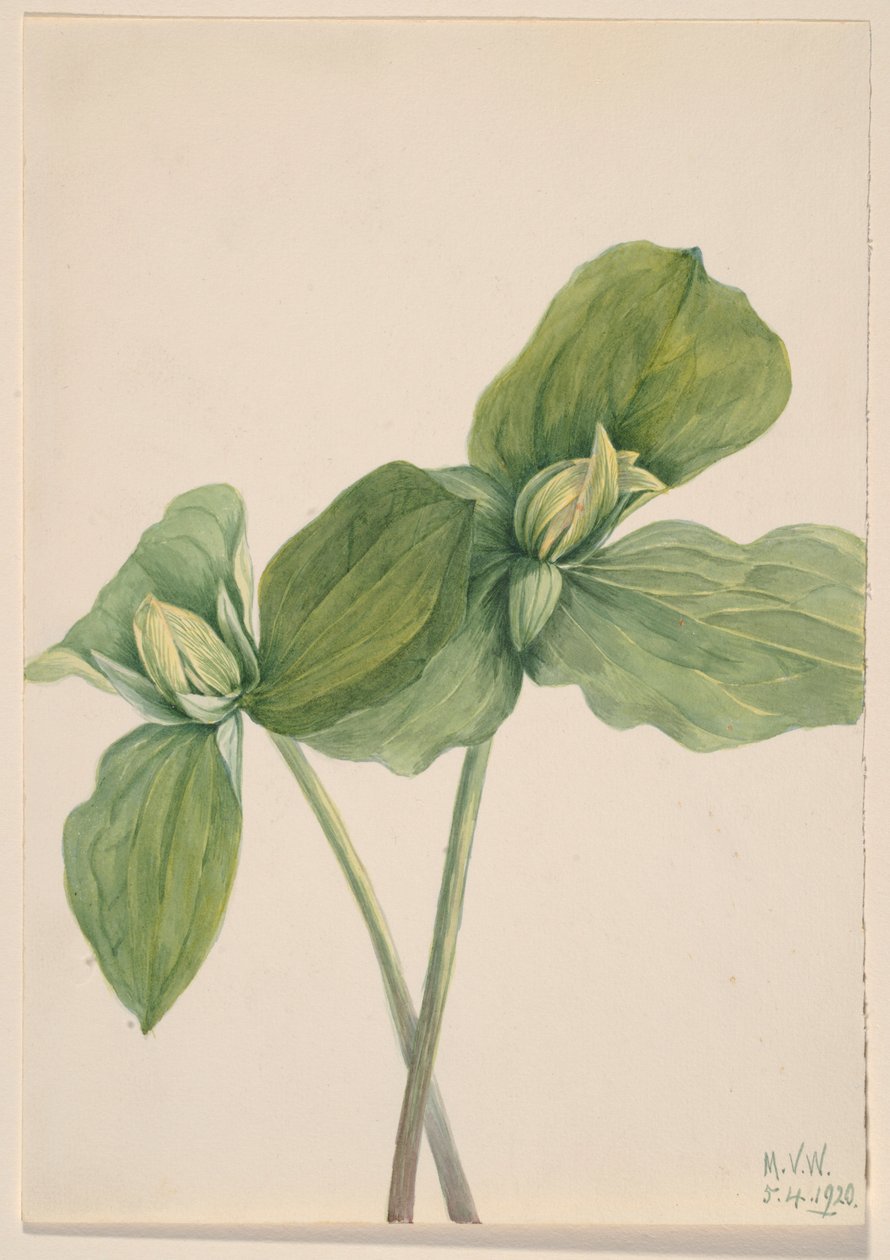 Hernyó Trillium (Trillium sessile) alkotó: Mary Vaux Walcott
