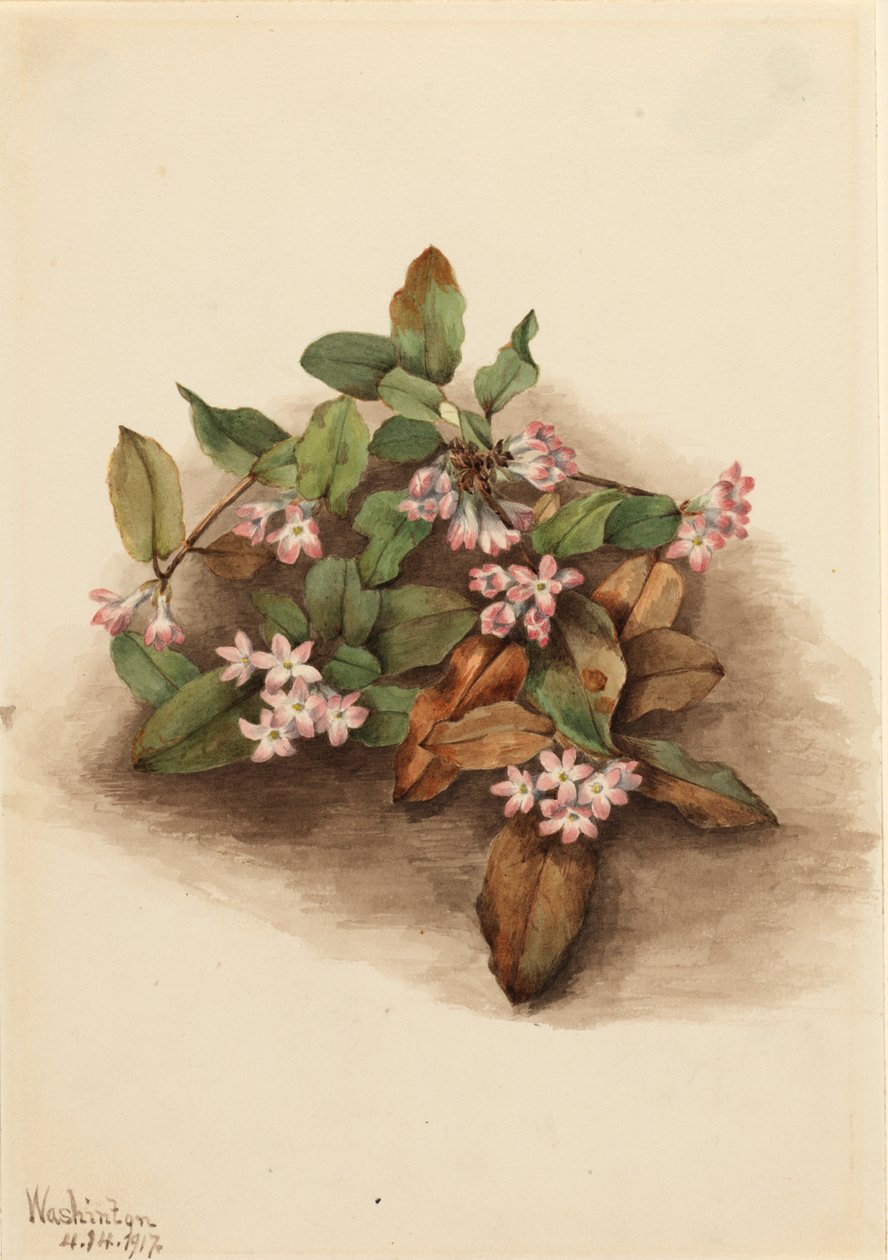 Utána Arbutus Epigaea repens, 1917. alkotó: Mary Vaux Walcott