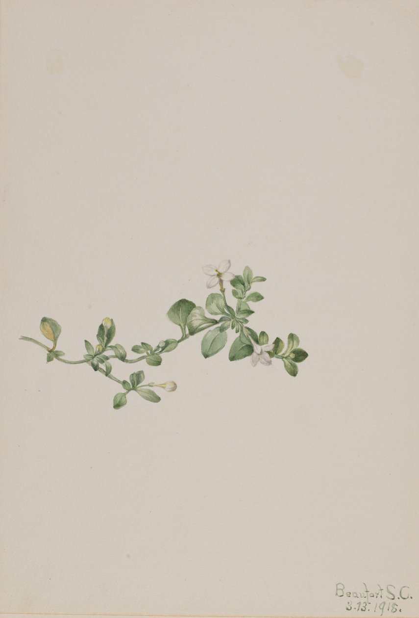 Houstonia procumbens (Houstonia procumbens) alkotó: Mary Vaux Walcott