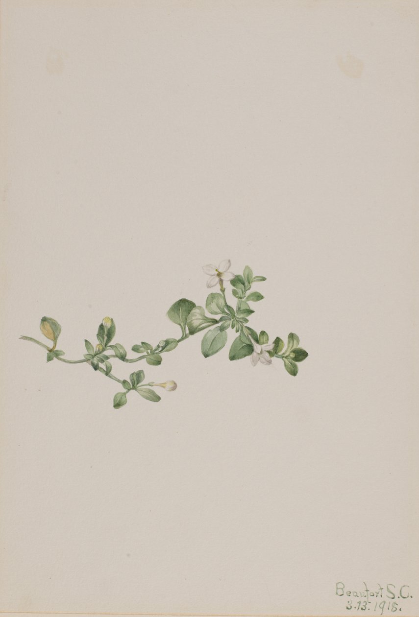 Utána Houstonia Houstonia procumbens, 1918. alkotó: Mary Vaux Walcott