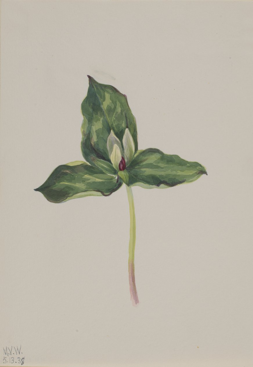 Trillium elszíneződés, 1938. alkotó: Mary Vaux Walcott