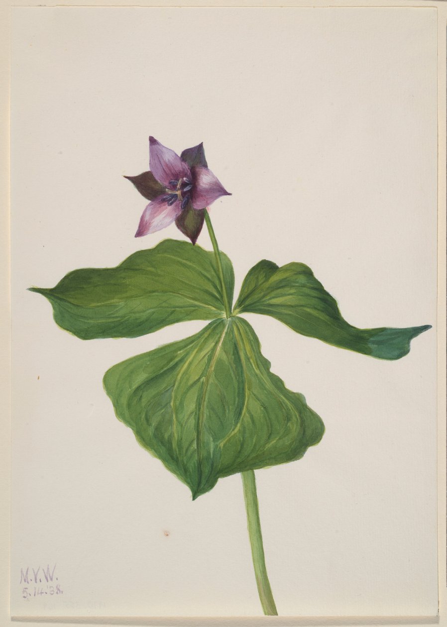 Trillium erectum alkotó: Mary Vaux Walcott