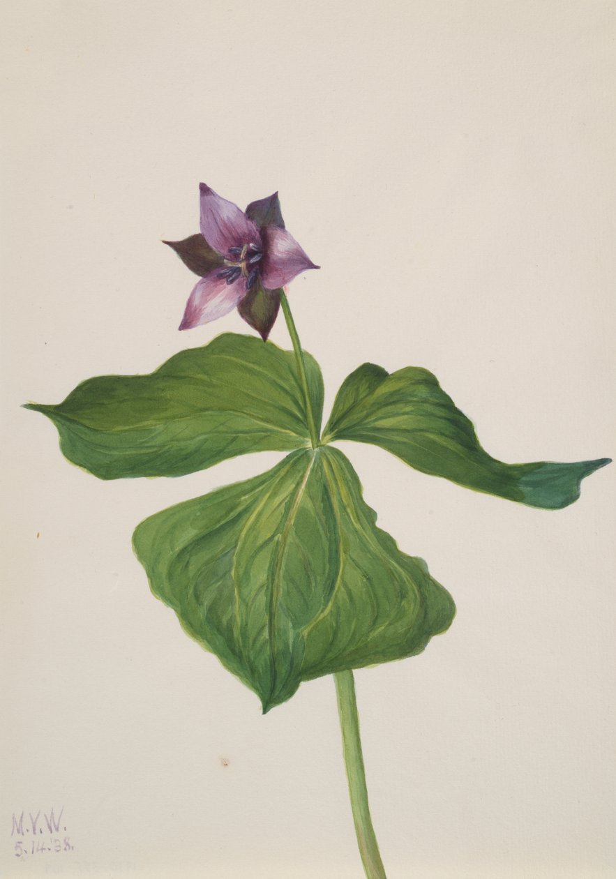 Trillium erectum, 1938 alkotó: Mary Vaux Walcott