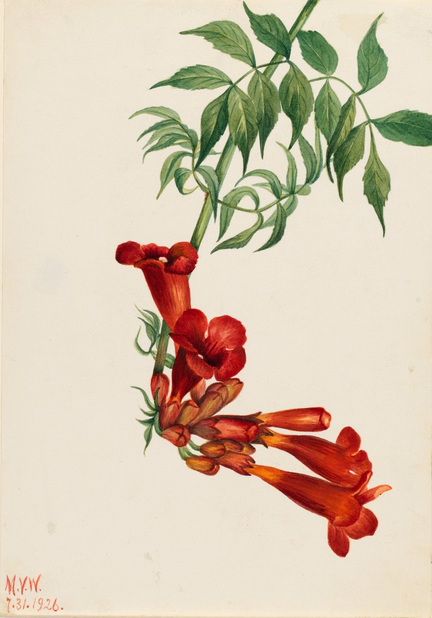 Trombita kúszó (Bignonia radicans) alkotó: Mary Vaux Walcott