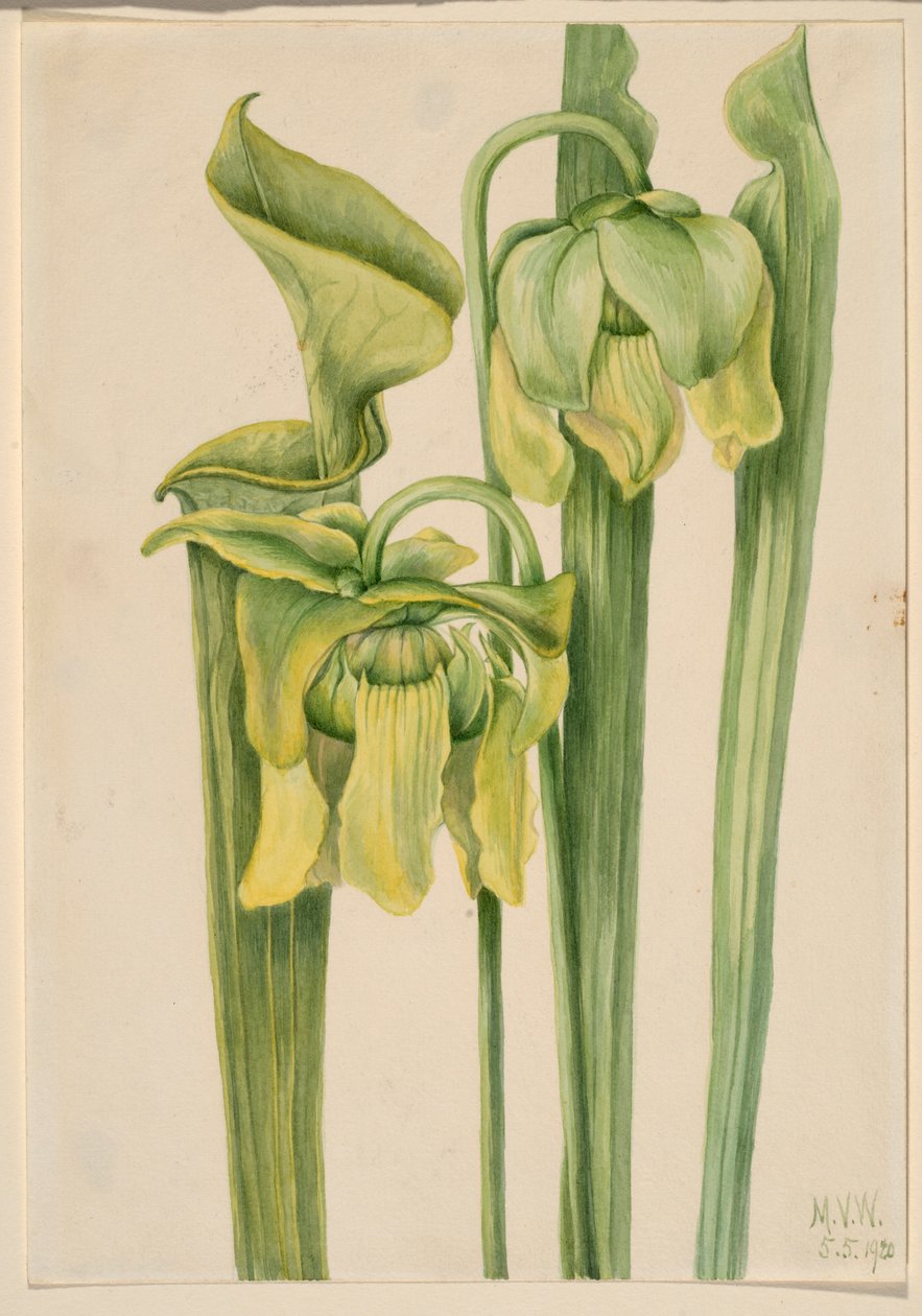 Trombitalevél (Sarracenia flava) alkotó: Mary Vaux Walcott