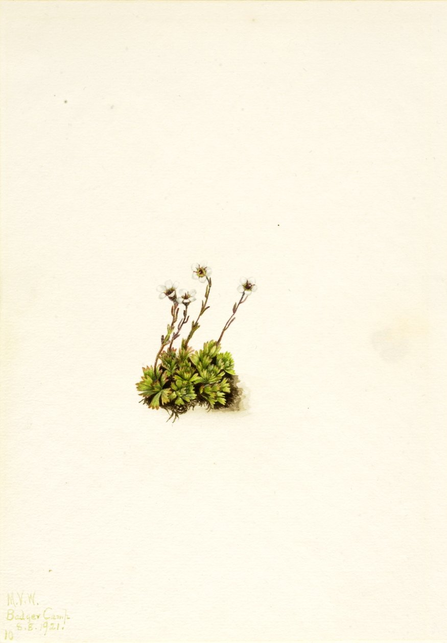 Bojtos szaxifrage Saxifraga caespitosa, 1921 alkotó: Mary Vaux Walcott