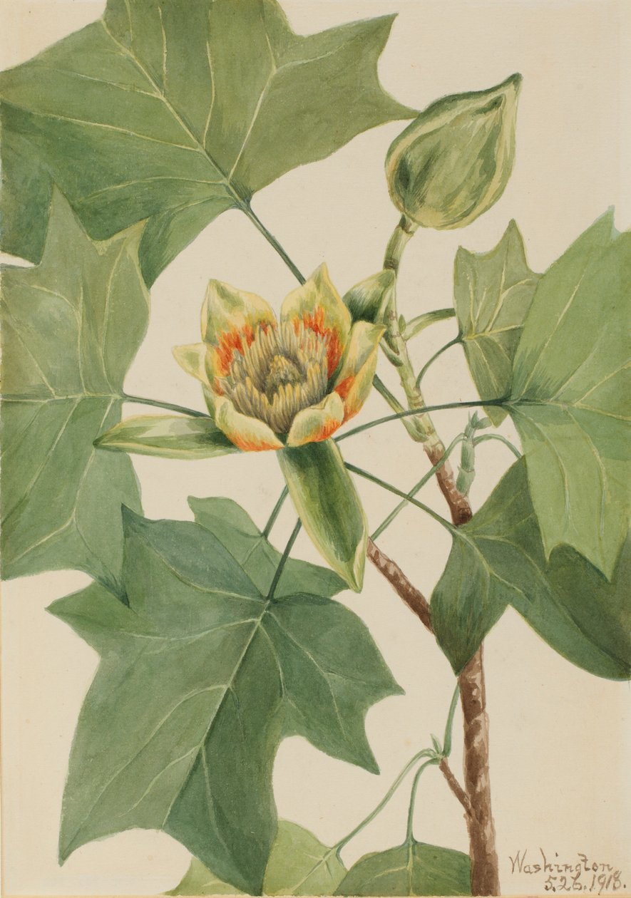 Tulipánfa (Liriodendron tulipifera) alkotó: Mary Vaux Walcott