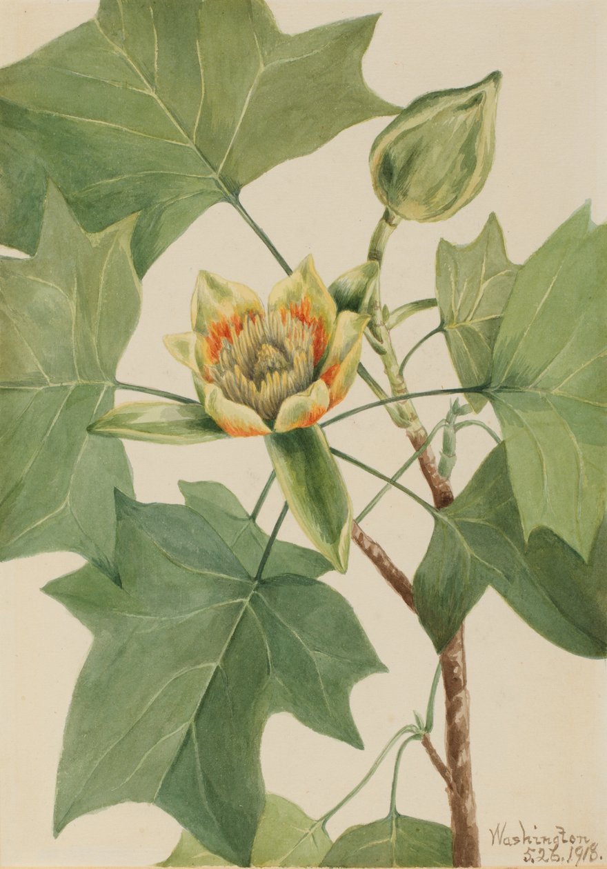 Tulipánfa Liriodendron tulipifera, 1918. alkotó: Mary Vaux Walcott