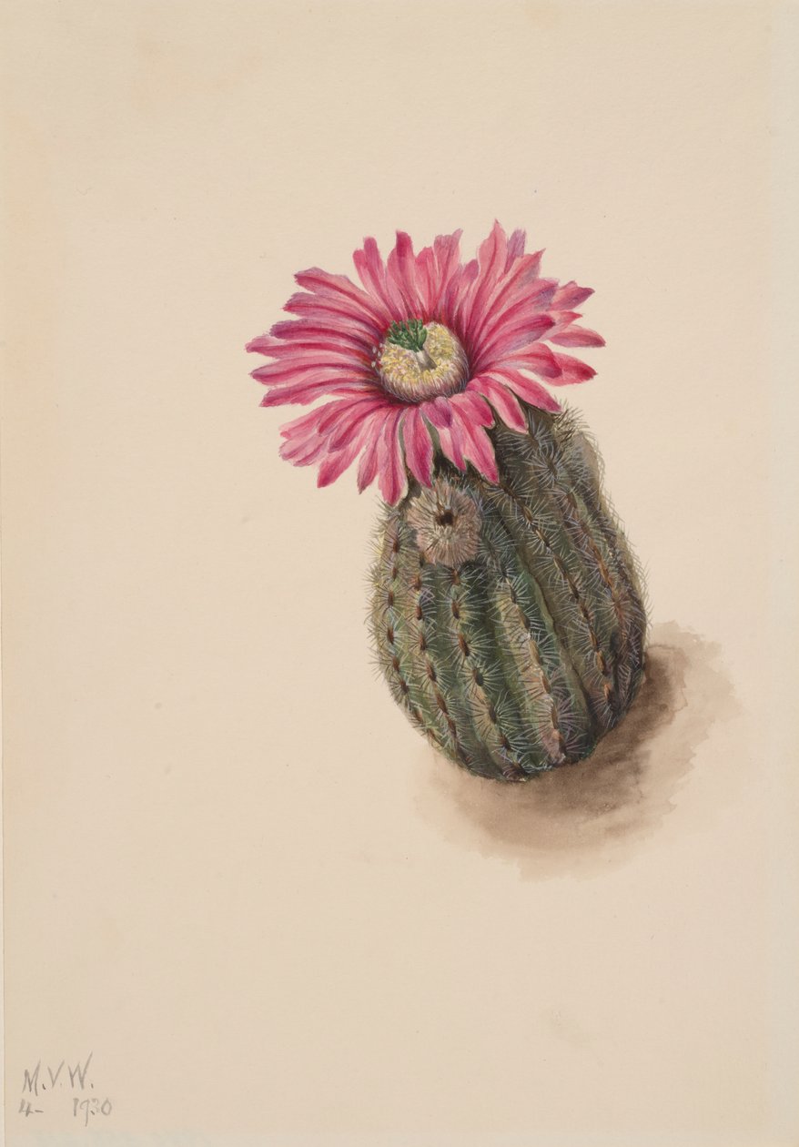 Pulykafej kaktusz Echinocereus perbellus, 1930. alkotó: Mary Vaux Walcott