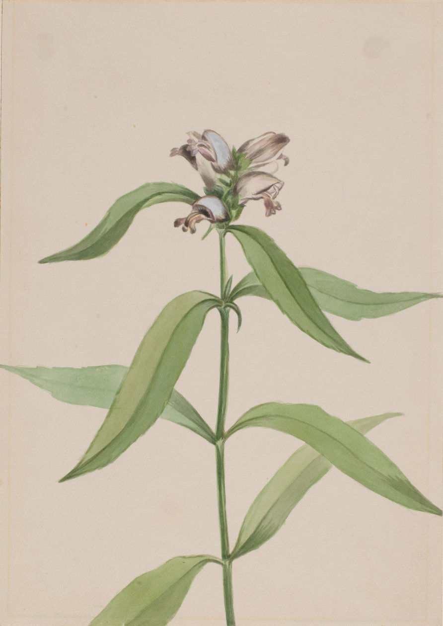 Turtlehead Chelone Glabr, Ca. 1917-1918. alkotó: Mary Vaux Walcott