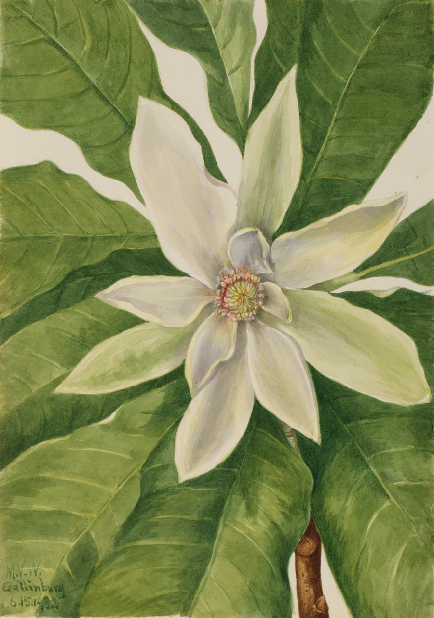 Esernyőfa Magnolia tripetala, 1932. alkotó: Mary Vaux Walcott