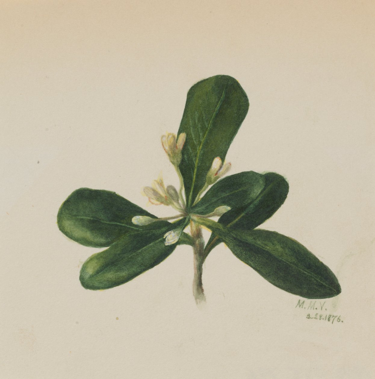 Cím nélkül – Virágtanulmány, 1876. alkotó: Mary Vaux Walcott