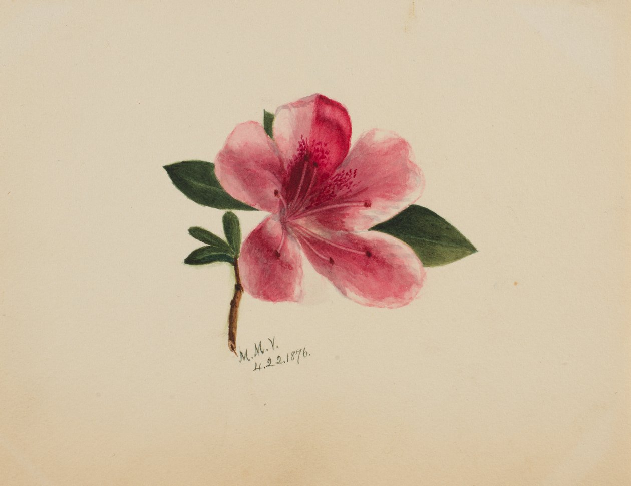 Cím nélkül – Virágtanulmány, 1876. alkotó: Mary Vaux Walcott