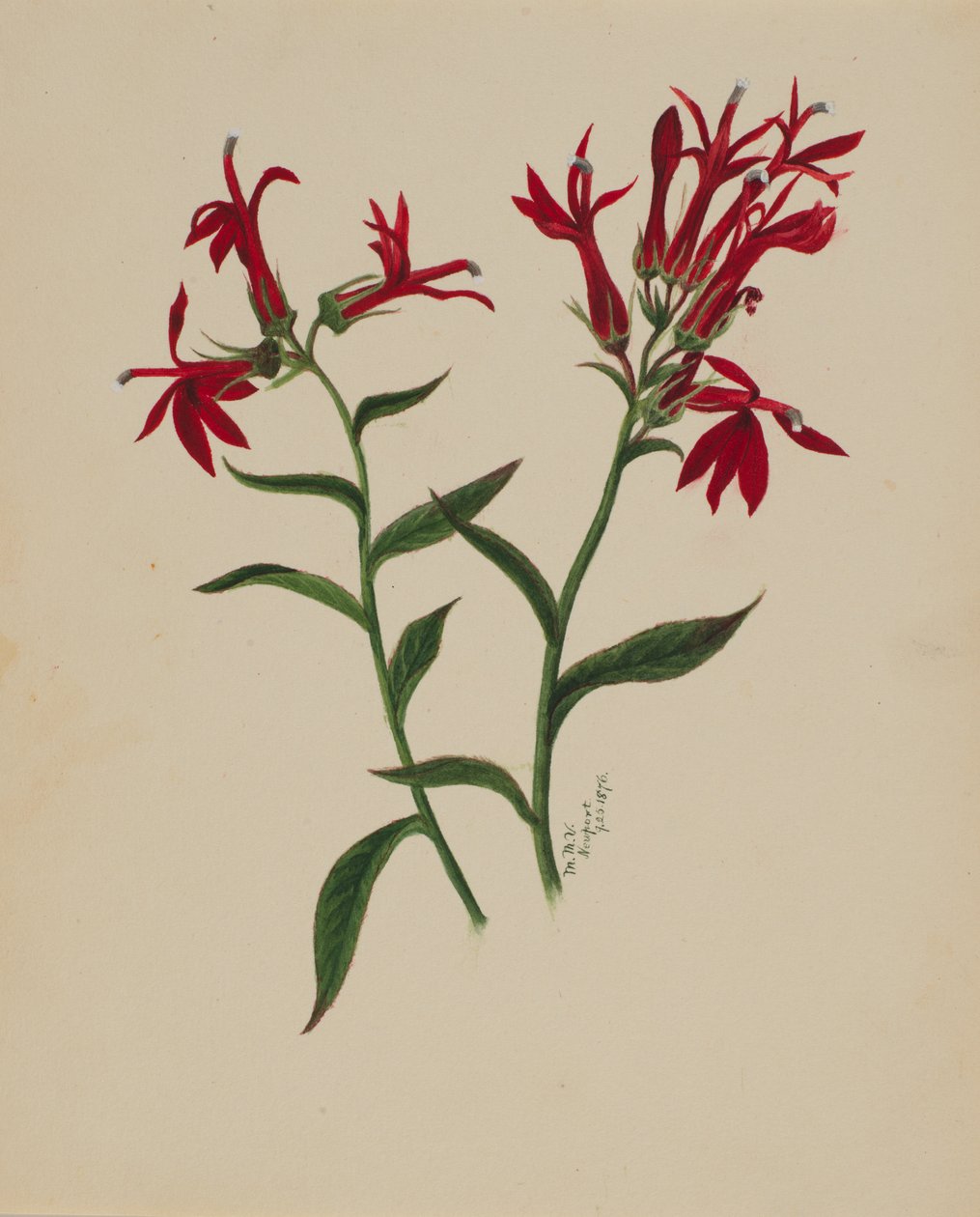 Cím nélkül – Virágtanulmány, 1876. alkotó: Mary Vaux Walcott