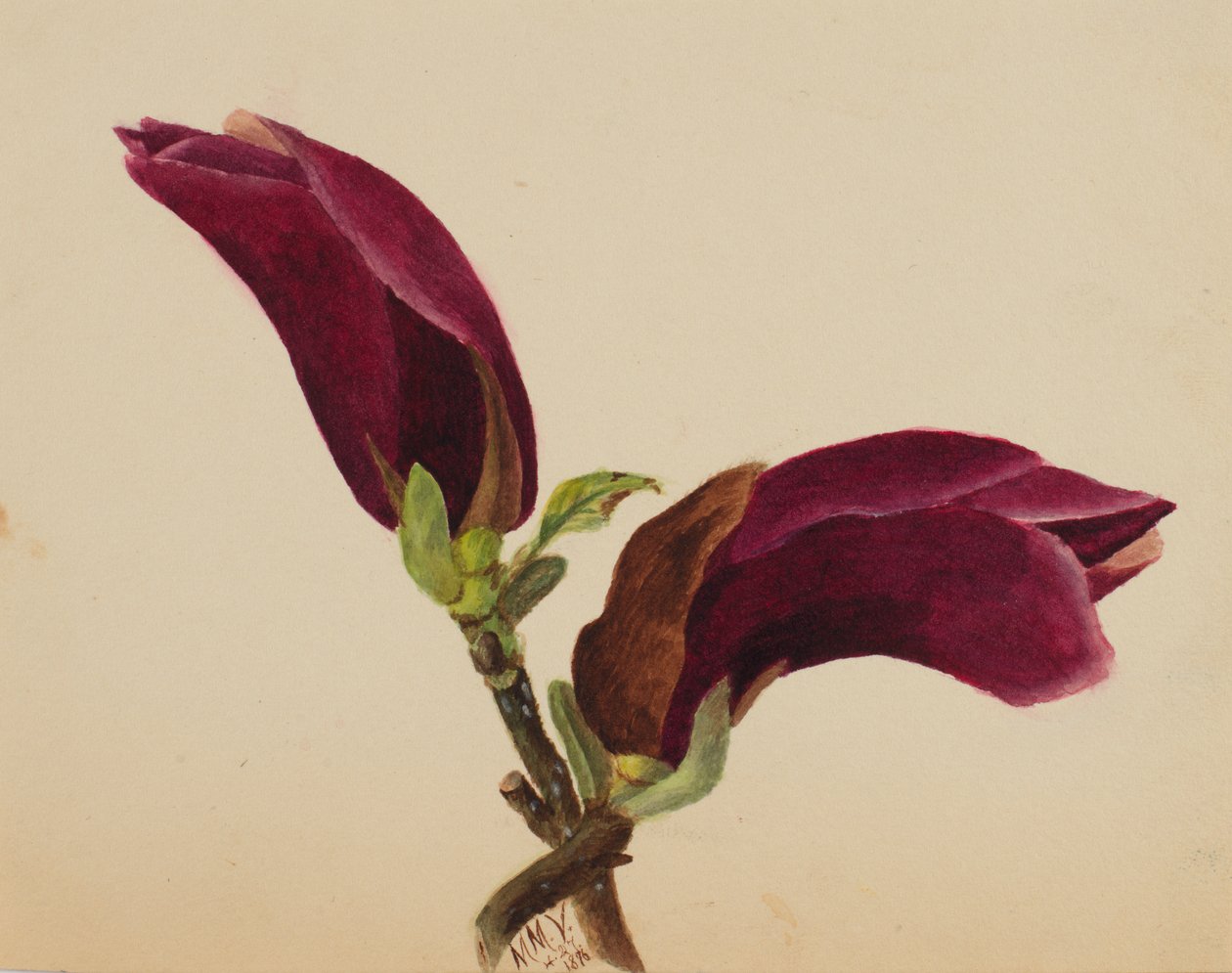 Cím nélkül – Virágtanulmány, 1876. alkotó: Mary Vaux Walcott