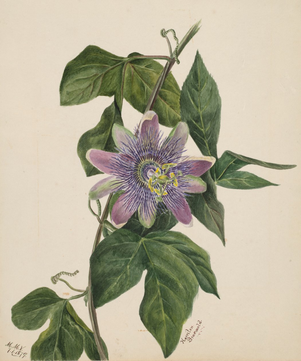Cím nélkül – Virágtanulmány, 1879. alkotó: Mary Vaux Walcott
