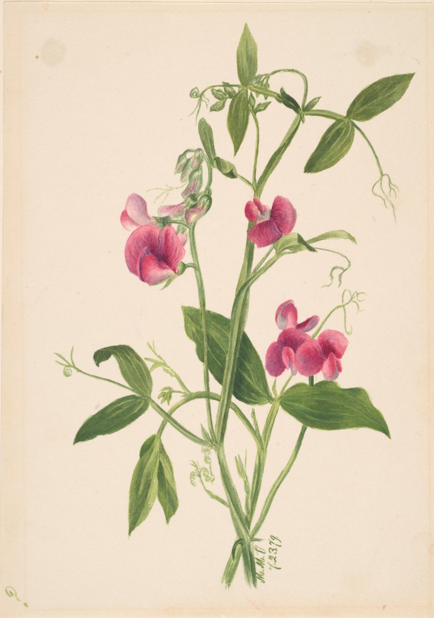 Cím nélkül – Virágtanulmány, 1879. alkotó: Mary Vaux Walcott