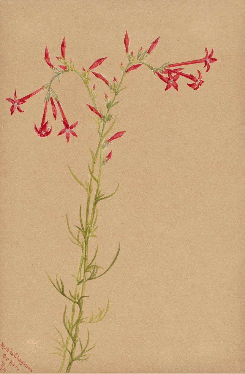 Cím nélkül – Virágtanulmány, 1883. alkotó: Mary Vaux Walcott