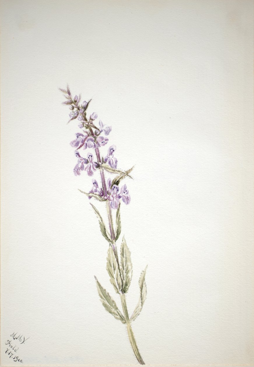 Cím nélkül – Virágtanulmány, 1900. alkotó: Mary Vaux Walcott