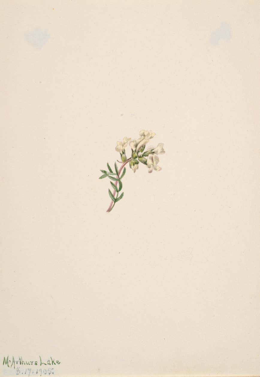 Cím nélkül – Virágtanulmány, 1905. alkotó: Mary Vaux Walcott