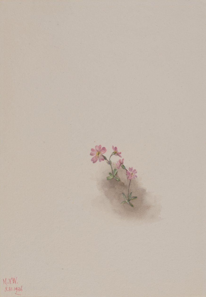 Cím nélkül – Virágtanulmány, 1936. alkotó: Mary Vaux Walcott