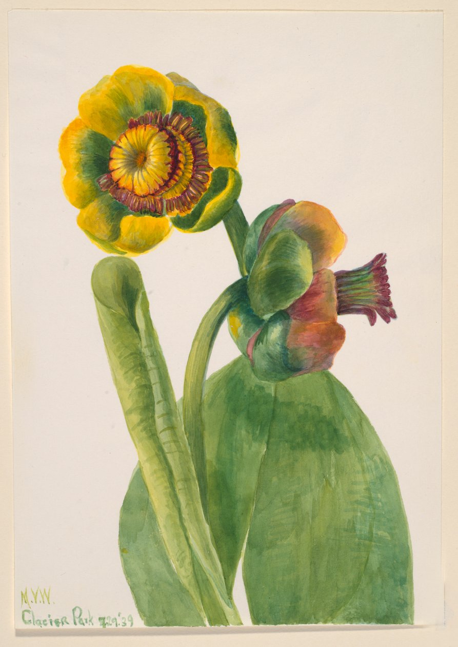 Cím nélkül – Virágtanulmány, 1939. alkotó: Mary Vaux Walcott