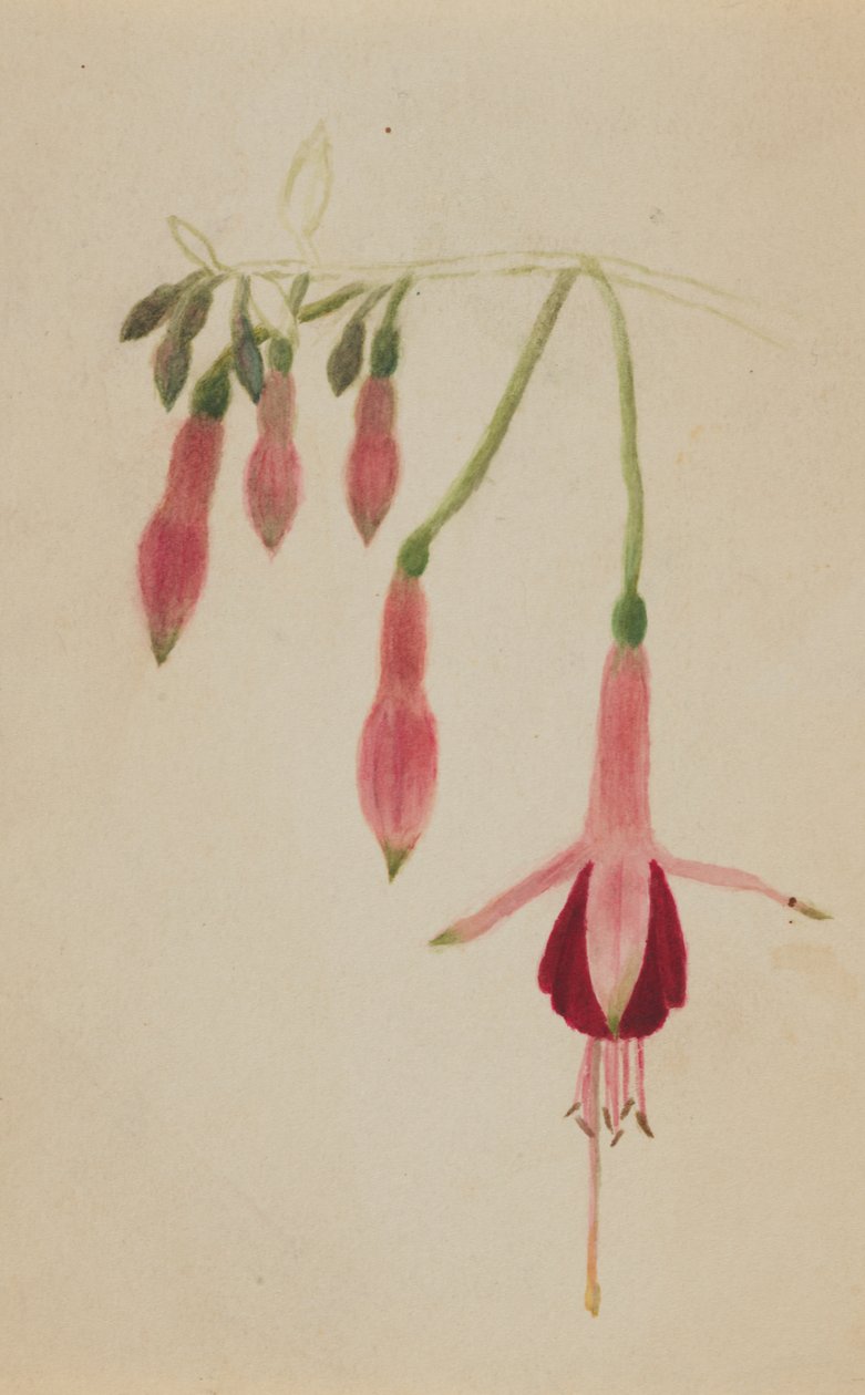 Untitled – Virágtanulmány, kb. 1872-1874. alkotó: Mary Vaux Walcott