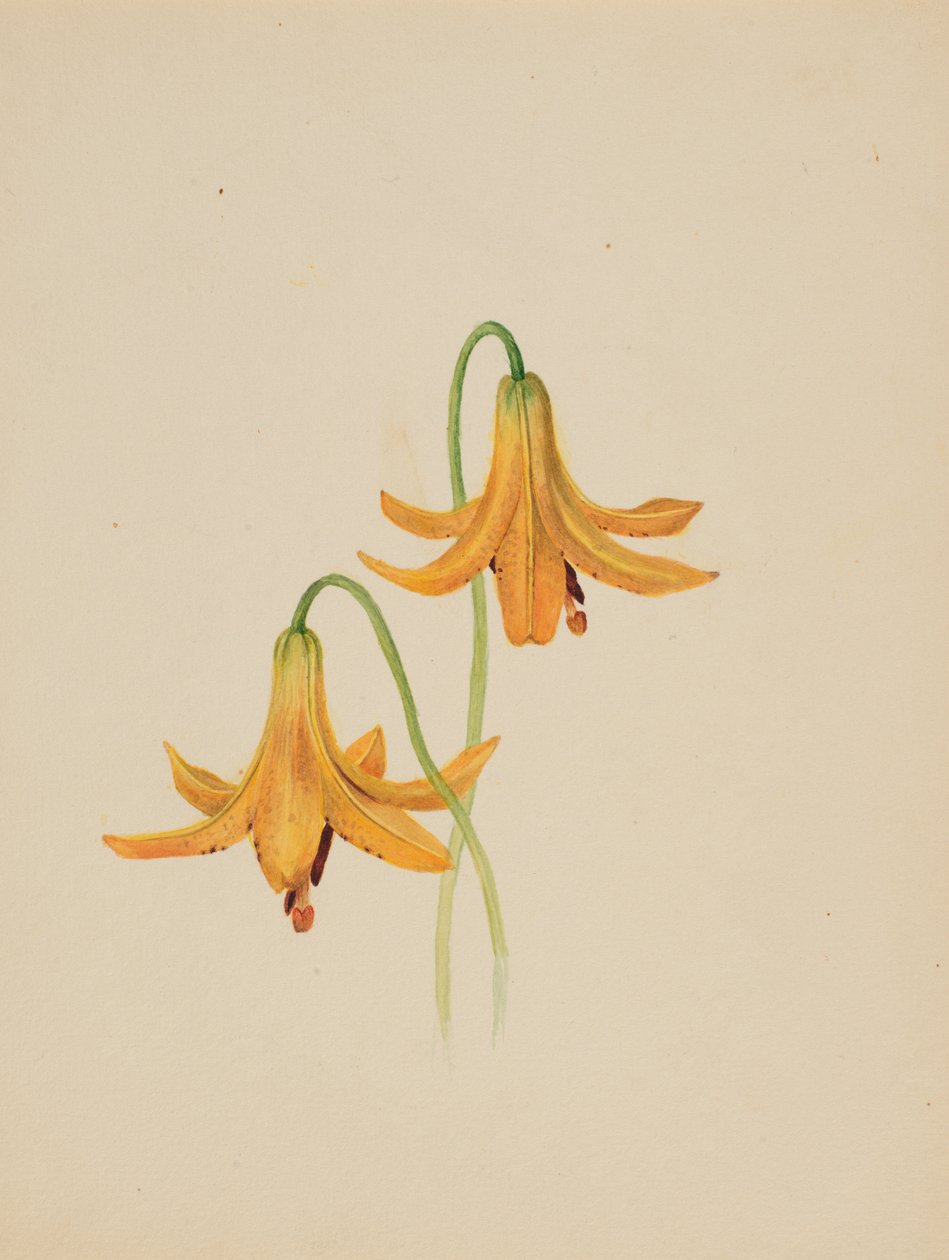 Untitled – Virágtanulmány, kb. 1876-1878. alkotó: Mary Vaux Walcott
