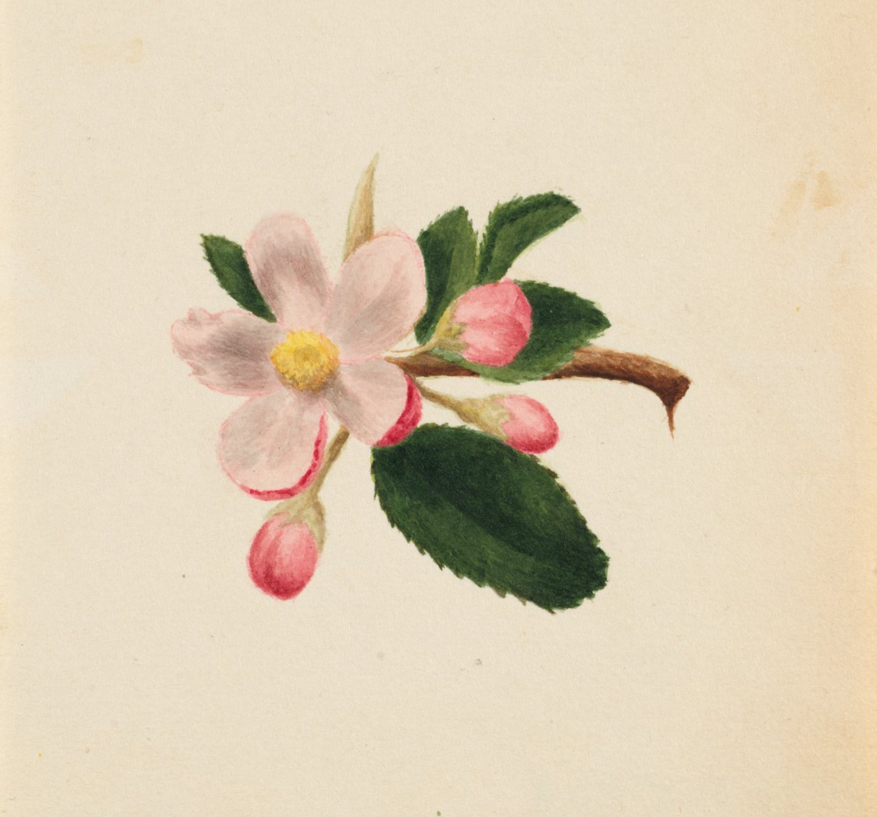 Untitled – Virágtanulmány, kb. 1876. alkotó: Mary Vaux Walcott