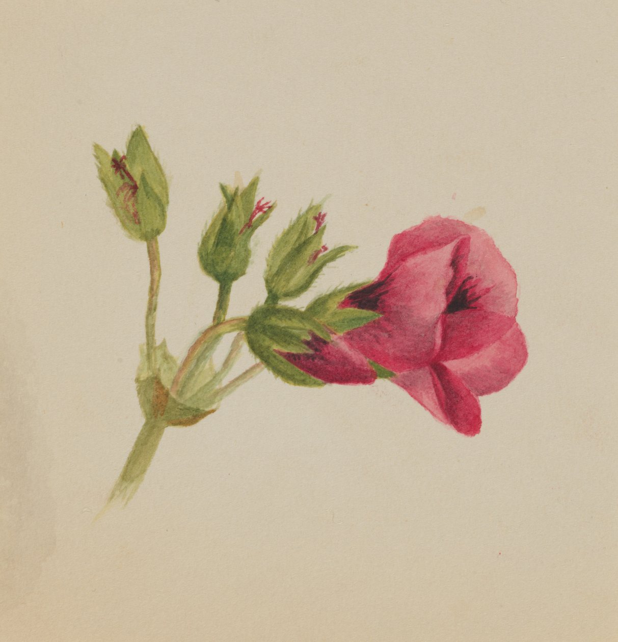 Untitled – Virágtanulmány, kb. 1876. alkotó: Mary Vaux Walcott