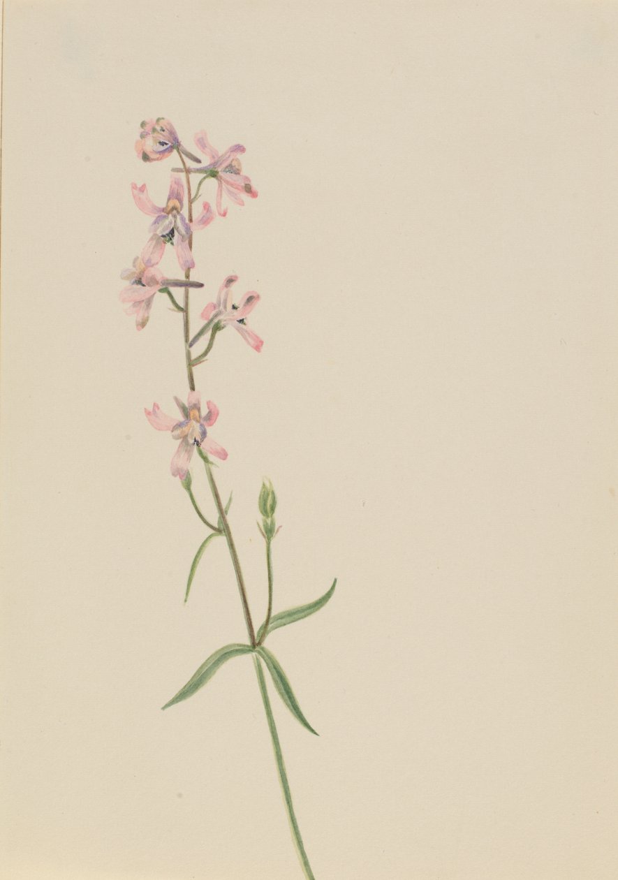 Untitled – Virágtanulmány, kb. 1900-1930. alkotó: Mary Vaux Walcott