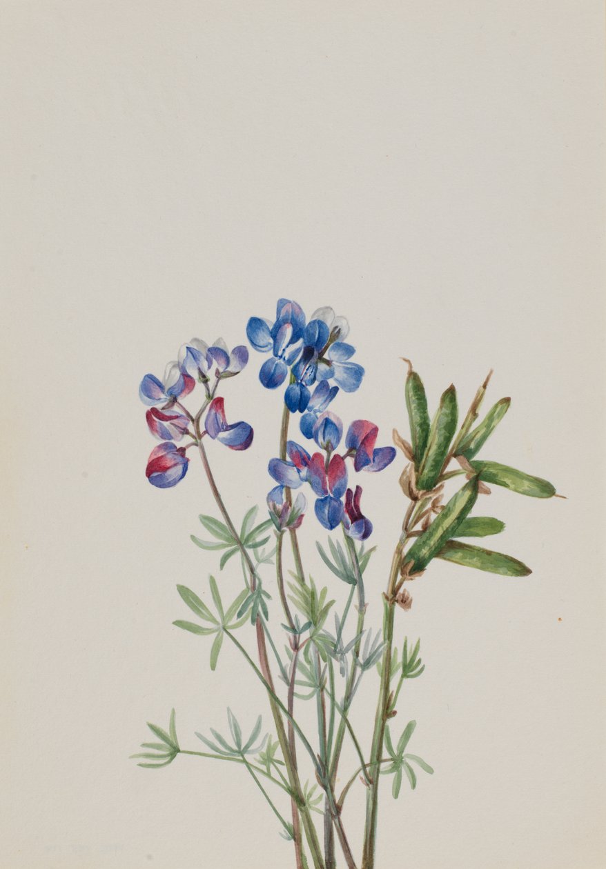Untitled – Virágtanulmány, kb. 1900-1930. alkotó: Mary Vaux Walcott