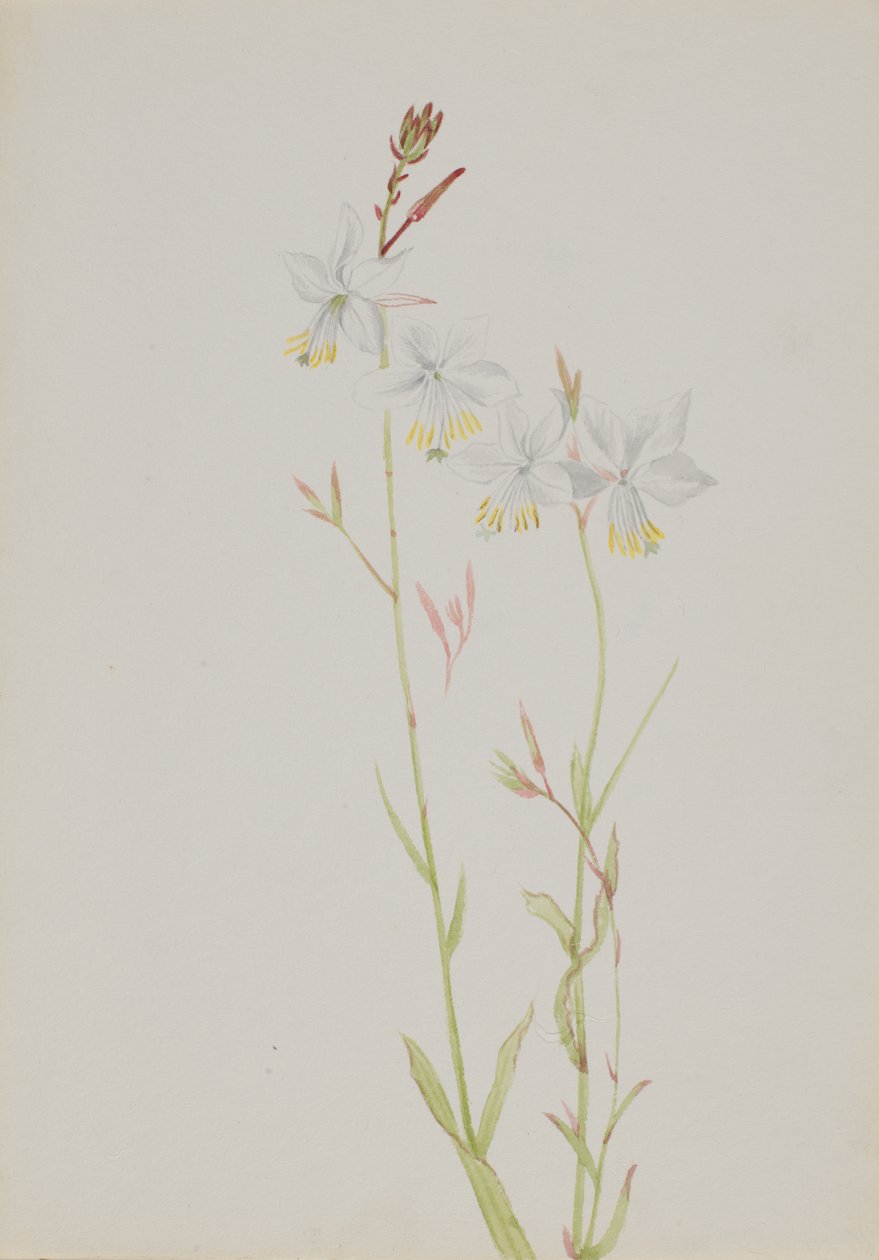 Untitled – Virágtanulmány, n.d. alkotó: Mary Vaux Walcott