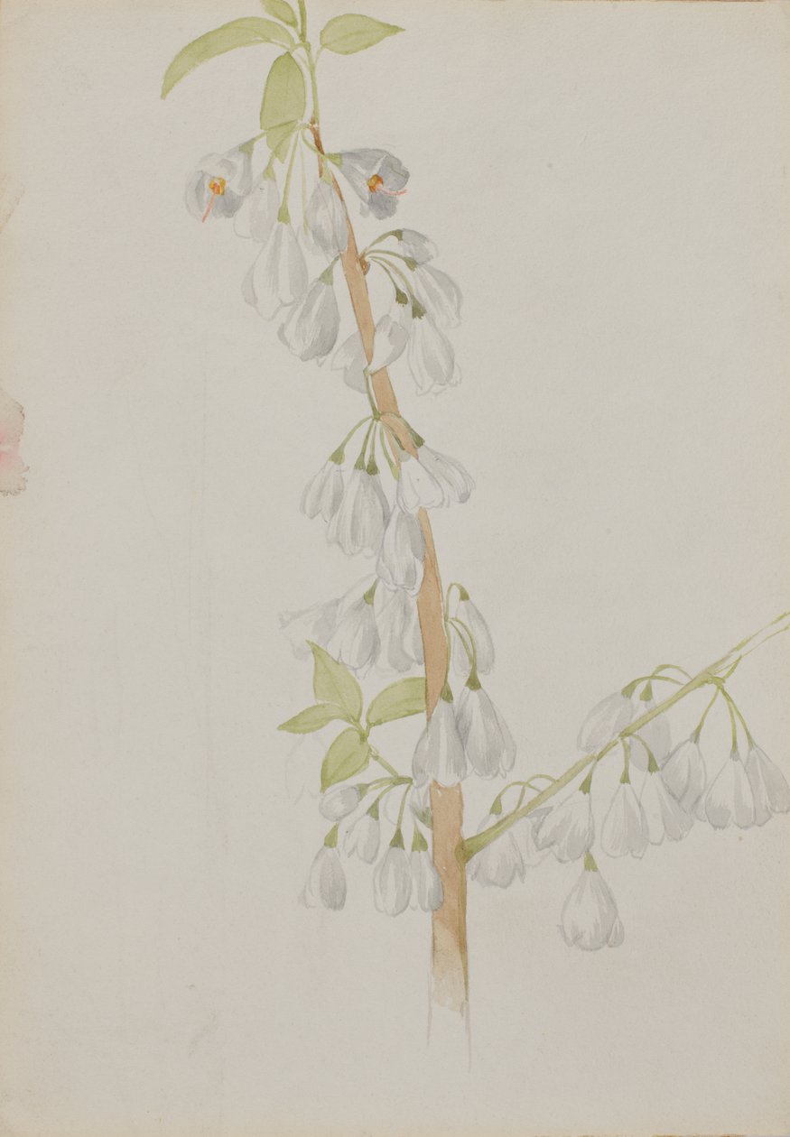 Untitled – Virágtanulmány, n.d. alkotó: Mary Vaux Walcott