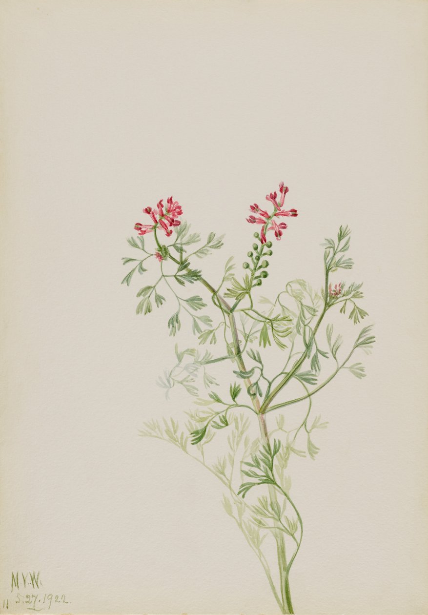 Cím nélkül - Növénytanulmány alkotó: Mary Vaux Walcott