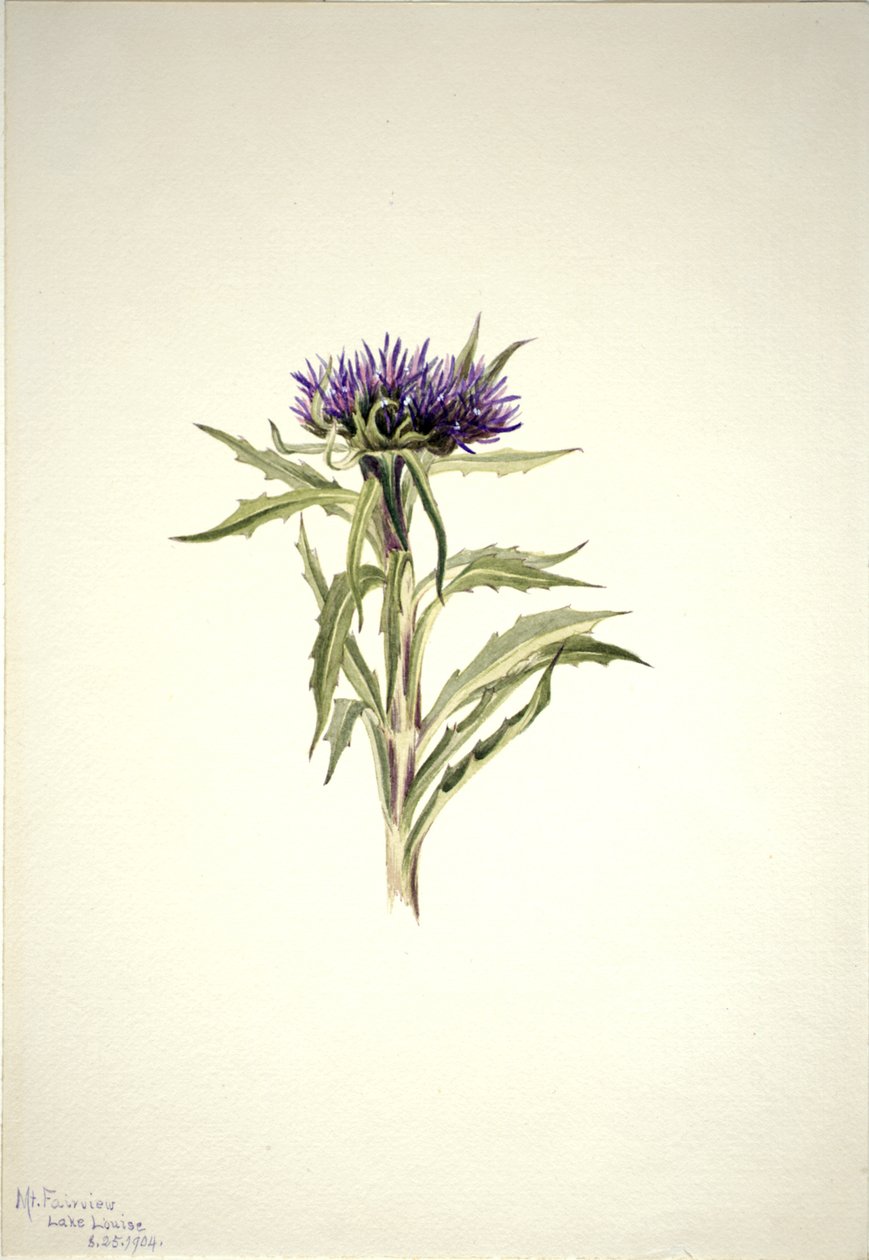 Cím nélkül – Növénytanulmány, 1904. alkotó: Mary Vaux Walcott